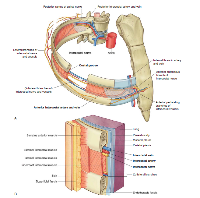 61 – Department of Human Anatomy, Operative Surgery and Topographic Anatomy